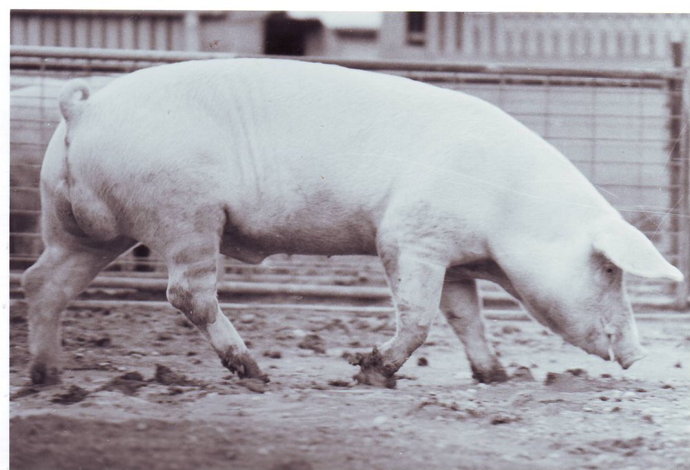 Landrace Boar, 1983