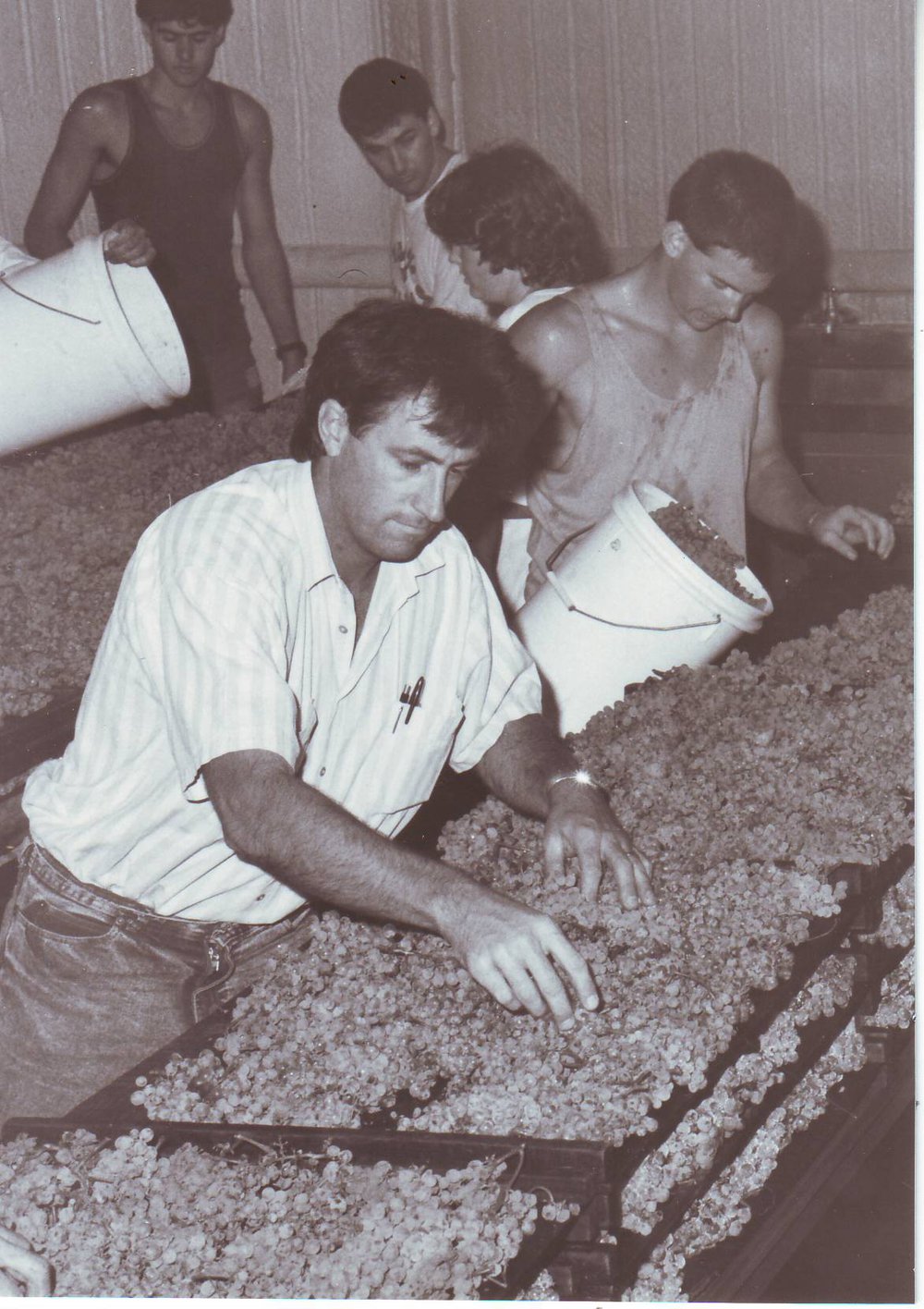 Preparing to Make a Sauterne Wine, Roseworthy Agricultural College, 1989