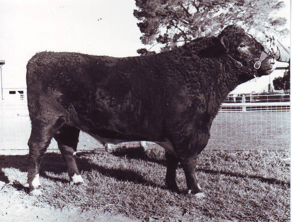 College Beef Sire - Templemore Supremo III, 1984