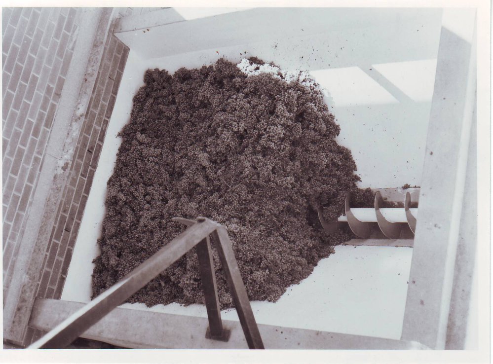 White Grapes in Hopper for Augering, 1978