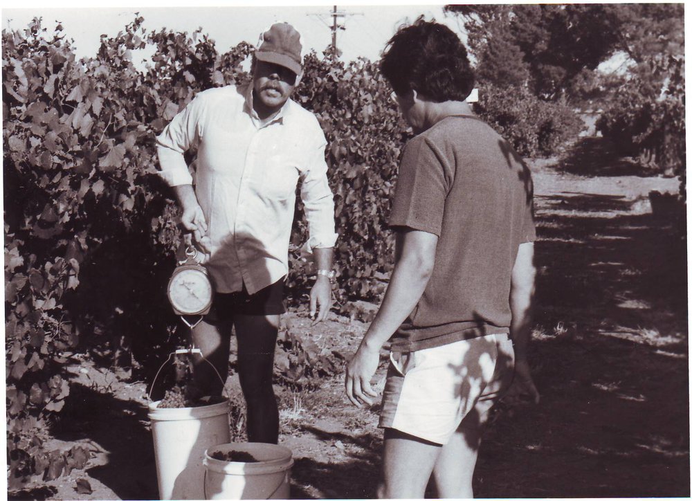 Harvesting Chardonnay Grapes, Roseworthy Agricultural College, 1987