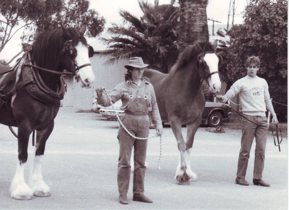 Clydesdale Horses and Students, 1980