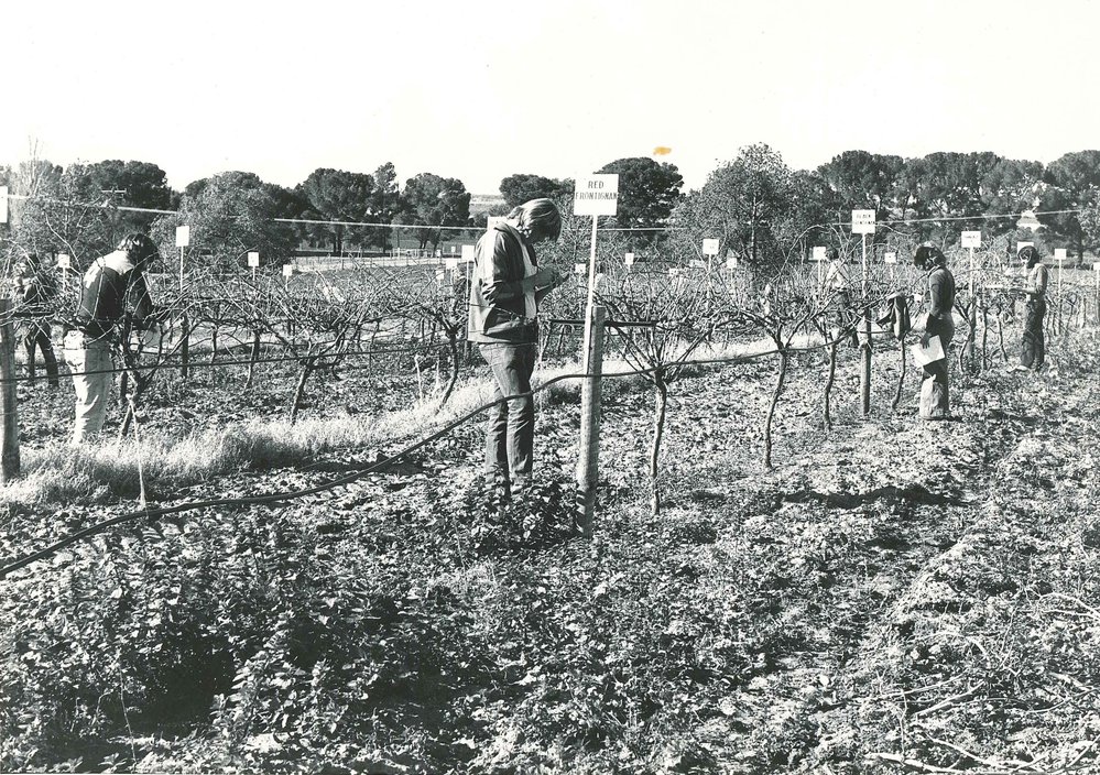 Vine Bud Counts C1978 The University Of Adelaide