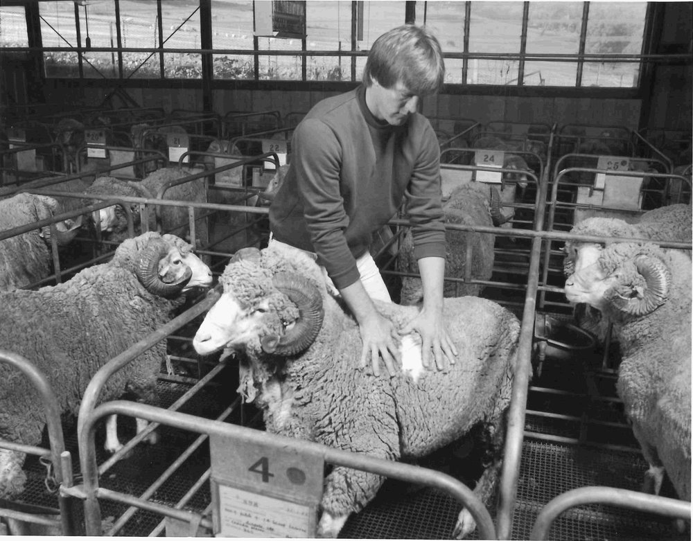 Waite Agricultural Research Institute - Inspecting Wool Quality, 1983