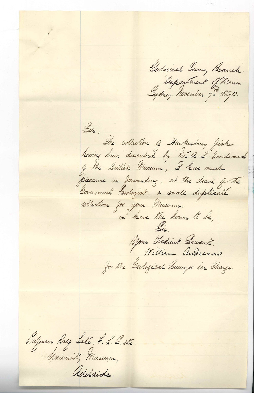 William Anderson - Department of Mines Sydney - Collection of Hawkesbury Fishes for Museum