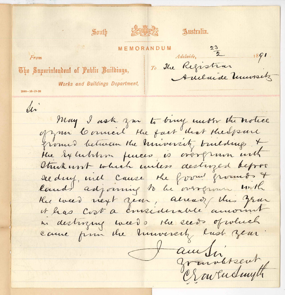 C E Owen Smyth - Adelaide - Stinkwort in University grounds