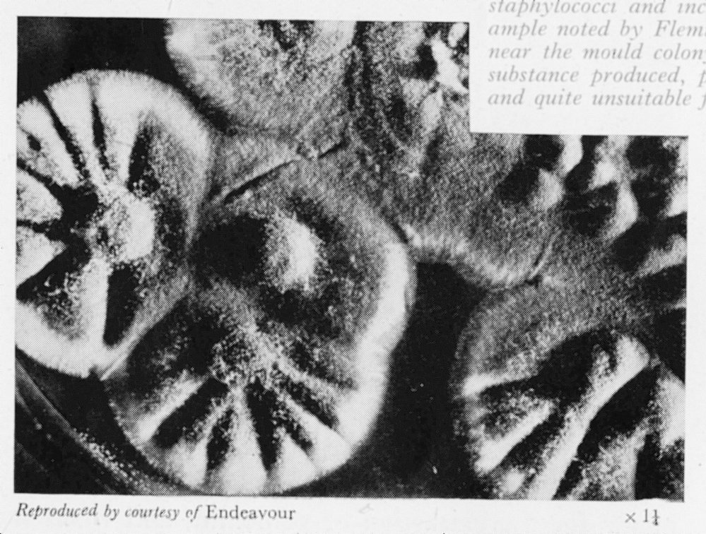 Mould - Associated with Howard Florey