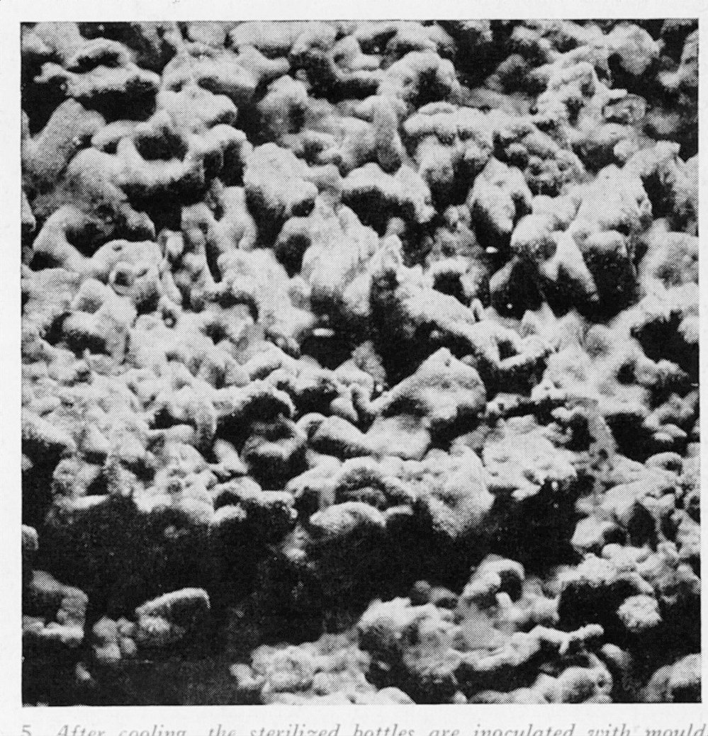 Mould - Associated with Howard Florey