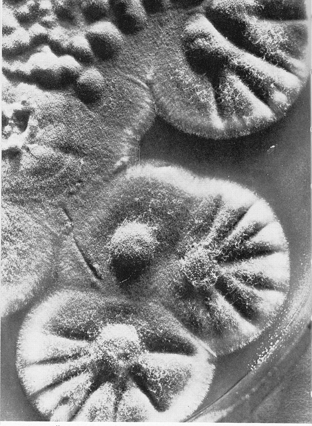 Mould - Associated with Howard Florey