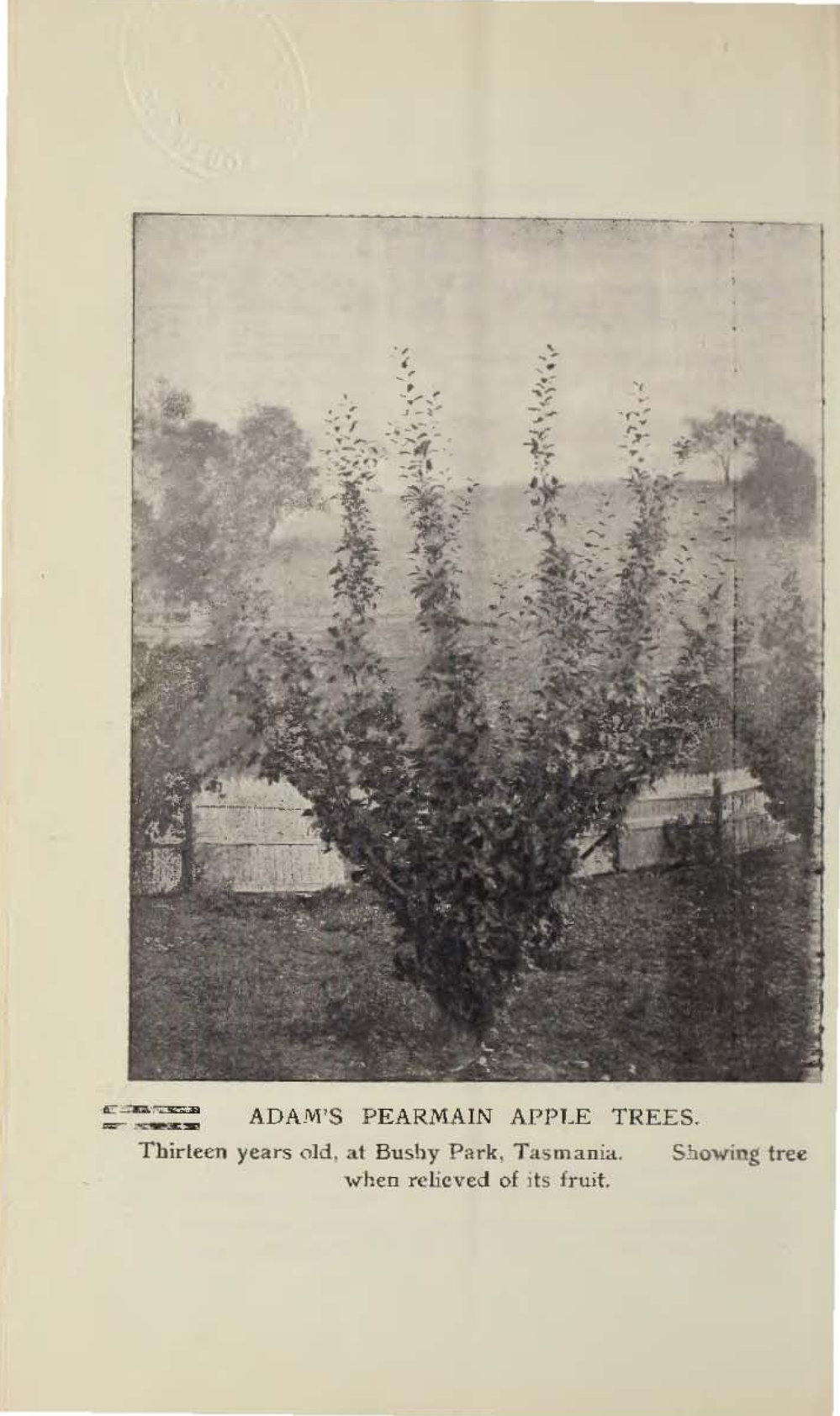 Roseworthy Student Vol 4 No 2 November 1904