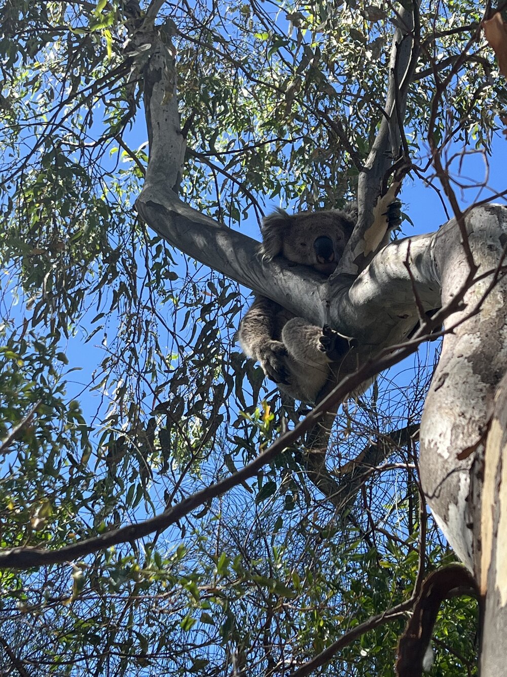 Koala spotting