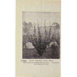Roseworthy Student Vol 4 No 2 November 1904
