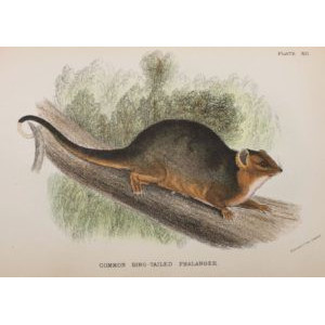 A Hand-Book to the Marsupialia and Monotremata. Richard Lydekker (1894)