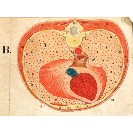 Florence Fenwick Miller's Atlas of Anatomy