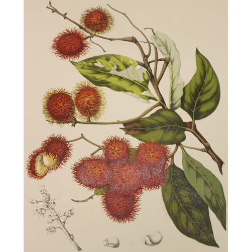 Fleurs, fruits et feuillages choisis de l'île de Java