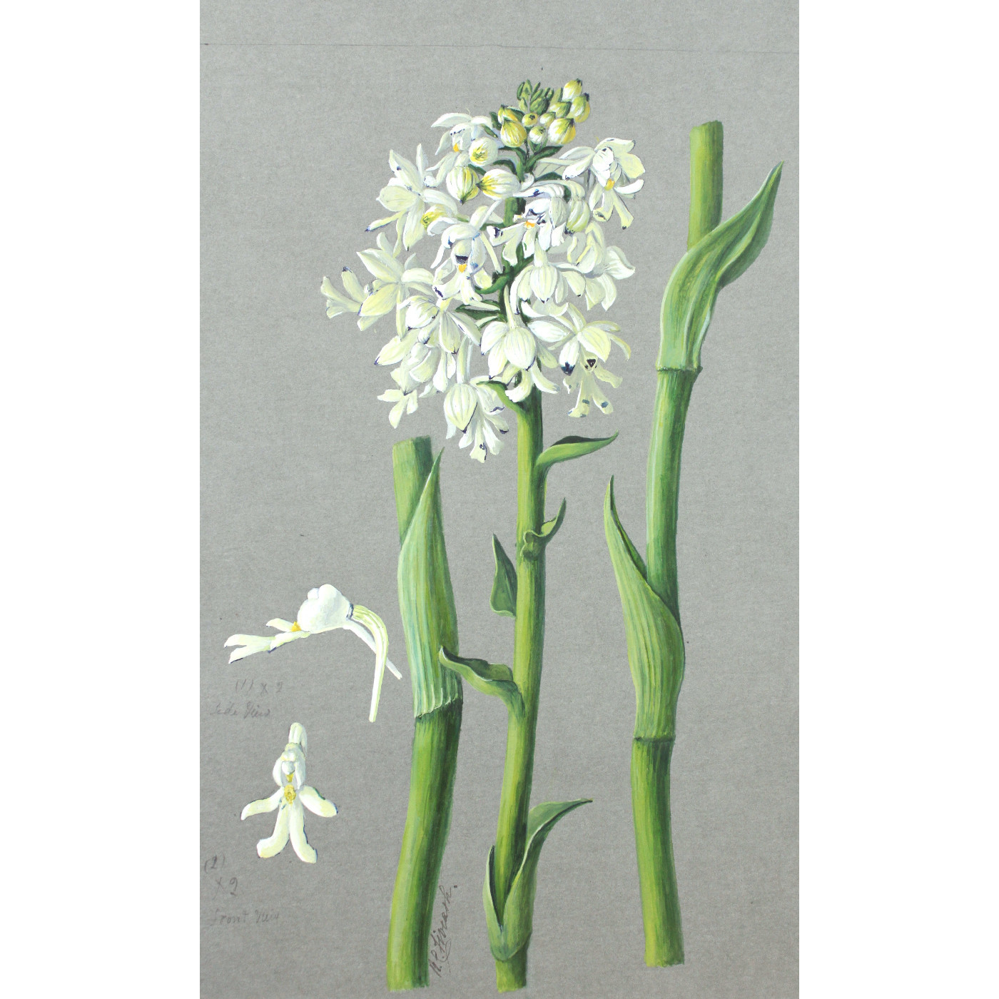 Vignette 148: Rosa Fiveash’s  orchids