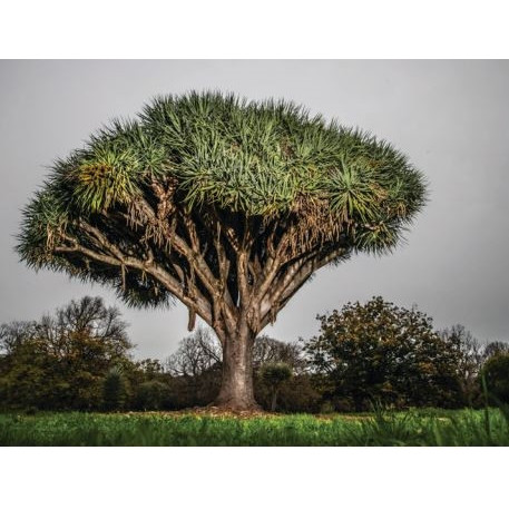 Vignette 116: Waite Arboretum