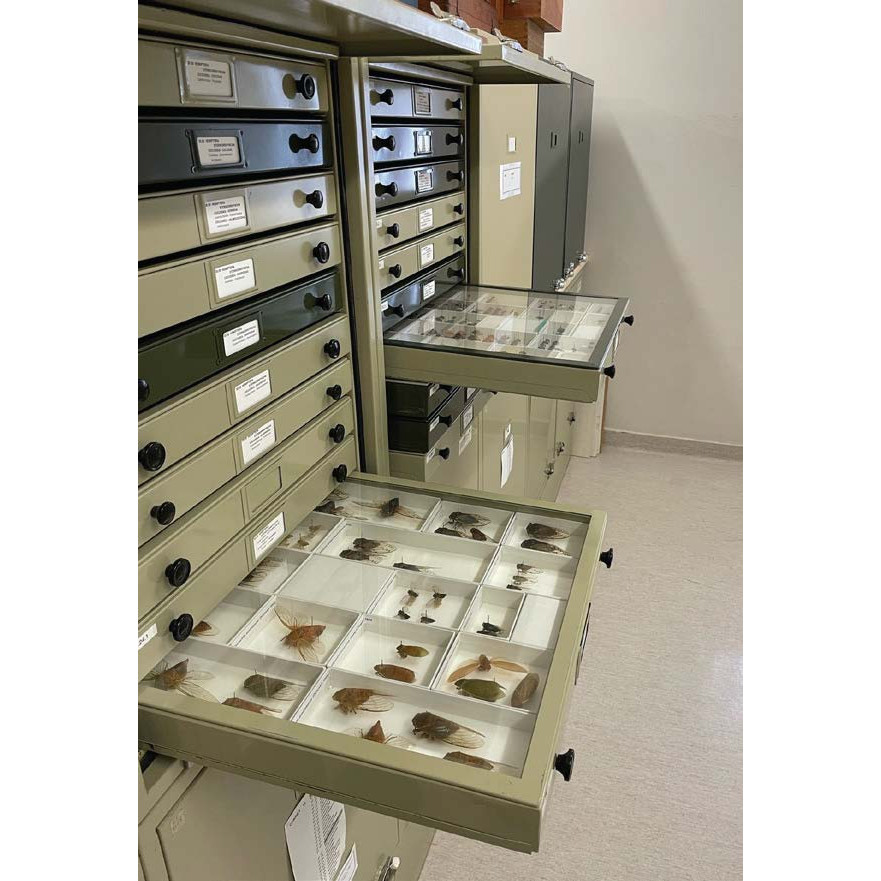 Vignette 60: The Waite Insect Nematode Collection