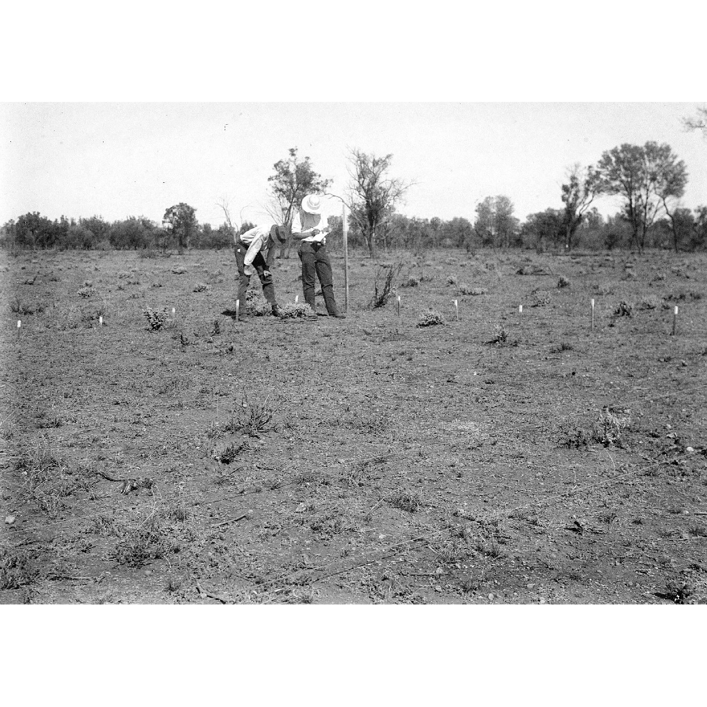 Vignette 54: Plant regeneration captured for conservation
