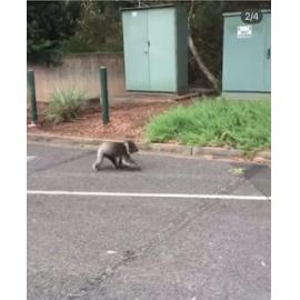 Koala on Magill campus