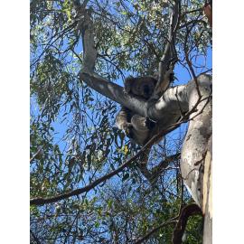Koala spotting