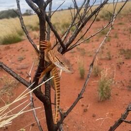 Experiencing the APY Lands