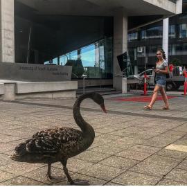 Black Swan on Campus