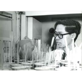 Lim Wah Ching - Plant Pathology, c1975