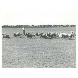 Sheep and Shearing, c1970s