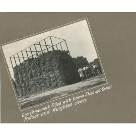 Framework Filled with Cereal Fodder, c1920