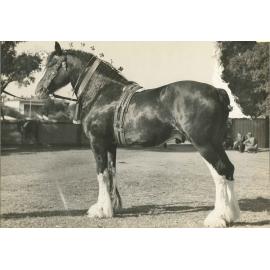 Stallion - Harviestoun Earnest Imp, 1938