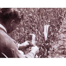 Plant Breeding, Rex Krause, 1970