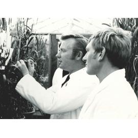 Plant Breeder Gil Hollamby with Student in Wheat Greenhouse, c1965