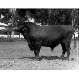 Roseworthy Shorthorn Bull, 1925