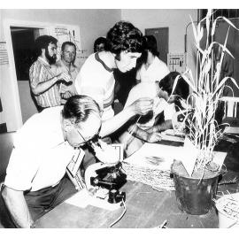 Roseworthy Cereal Testing, 1970s