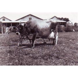 Roseworthy Radiant Star, 1948