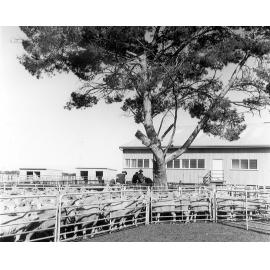 Shearing Shed and Yard, c1990