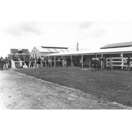 Stables, Roseworthy Agricultural College, c1990